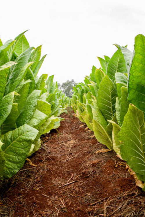 1759392721_nature-brazil-tobacco-plantation-v2